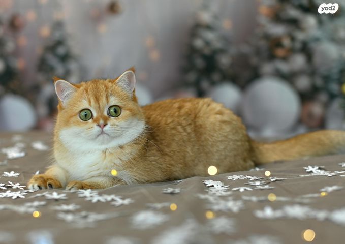 תמונת מודעה - חיות מחמד