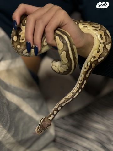 תמונת מודעה - חיות מחמד