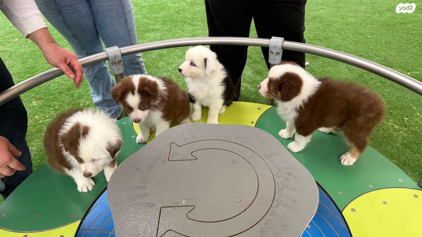 תמונת מודעה - חיות מחמד