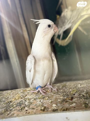 תמונת מודעה - חיות מחמד