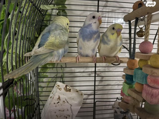 תמונת מודעה - חיות מחמד