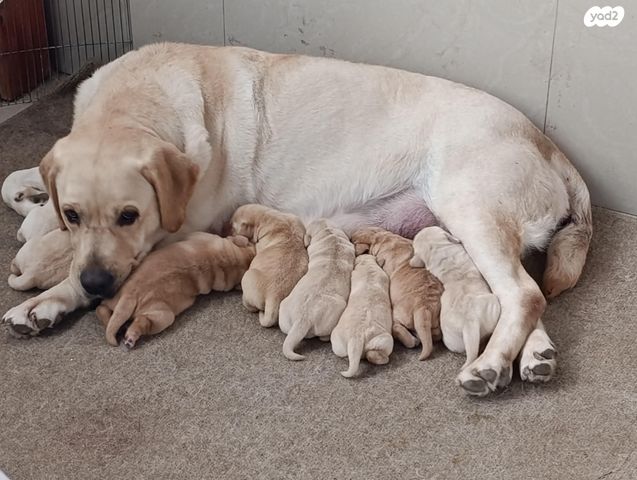 תמונת מודעה - חיות מחמד