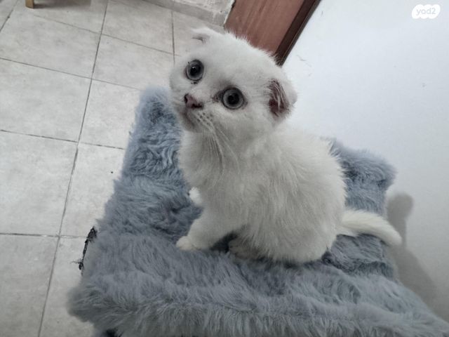 תמונת מודעה - חיות מחמד