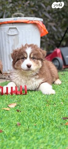 תמונת מודעה - חיות מחמד