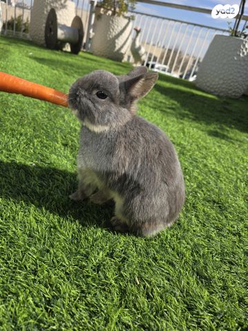 תמונת מודעה - חיות מחמד