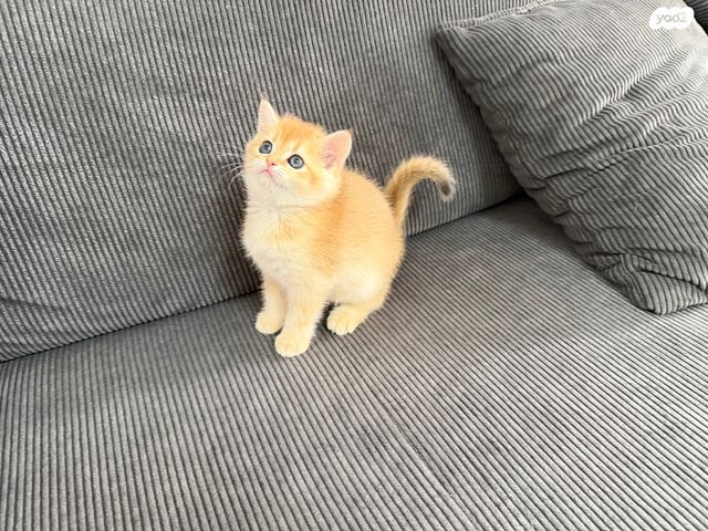 תמונת מודעה - חיות מחמד