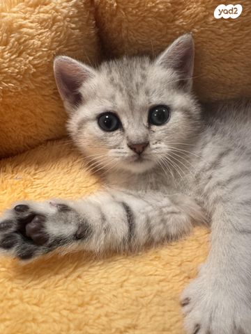 תמונת מודעה - חיות מחמד