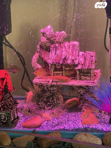 תמונת מודעה - חיות מחמד