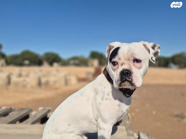 תמונת מודעה - חיות מחמד