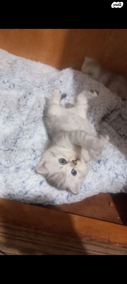 תמונת מודעה - חיות מחמד