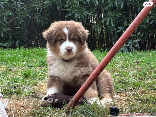 תמונת מודעה - חיות מחמד