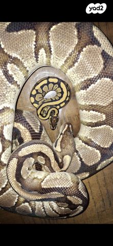 תמונת מודעה - חיות מחמד