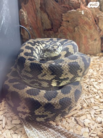 תמונת מודעה - חיות מחמד