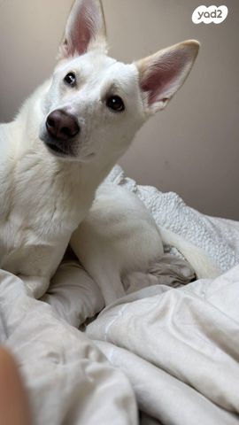 תמונת מודעה - חיות מחמד