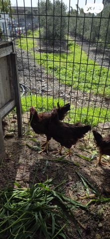 תמונת מודעה - חיות מחמד