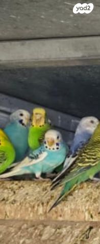 תמונת מודעה - חיות מחמד