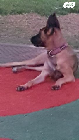 תמונת מודעה - חיות מחמד