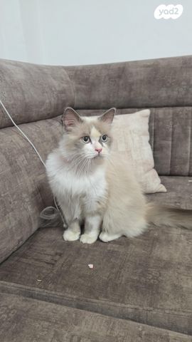 תמונת מודעה - חיות מחמד