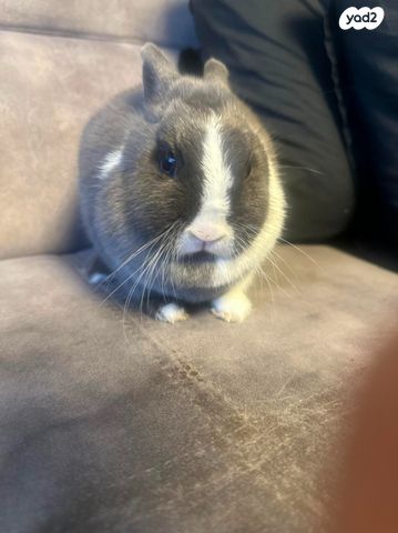 תמונת מודעה - חיות מחמד