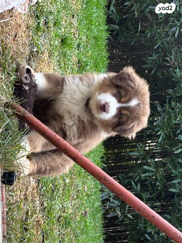 תמונת מודעה - חיות מחמד