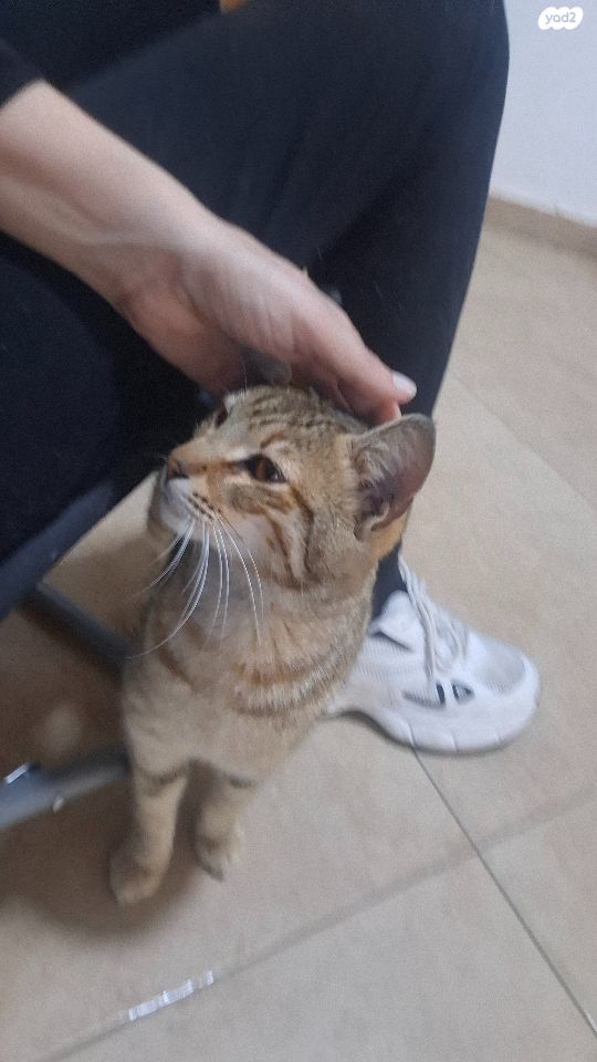 תמונת מודעה - חיות מחמד