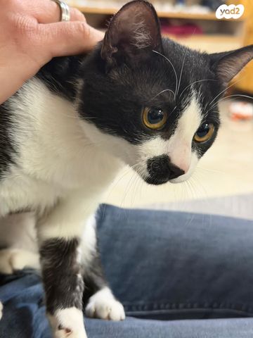 תמונת מודעה - חיות מחמד