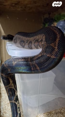 תמונת מודעה - חיות מחמד