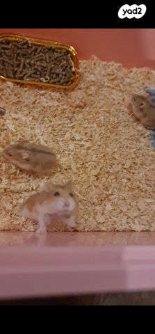 תמונת מודעה - חיות מחמד