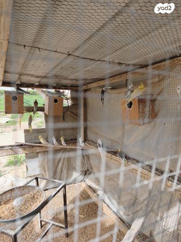 תמונת מודעה - חיות מחמד