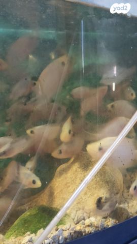 תמונת מודעה - חיות מחמד