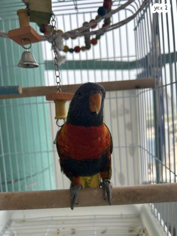 תמונת מודעה - חיות מחמד