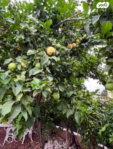 חולות גאולים 15