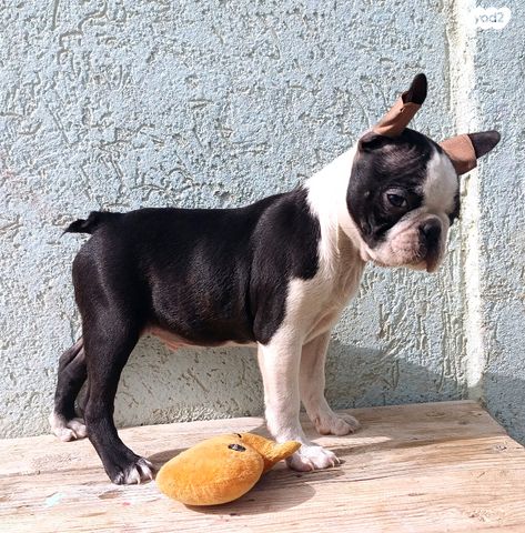 תמונת מודעה - חיות מחמד