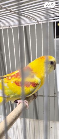 תמונת מודעה - חיות מחמד