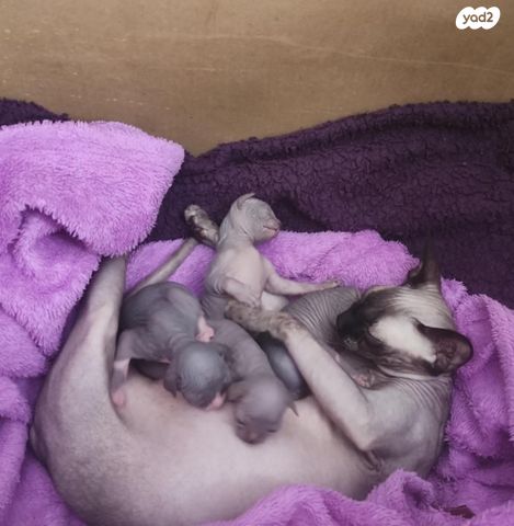 תמונת מודעה - חיות מחמד