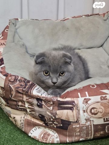 תמונת מודעה - חיות מחמד