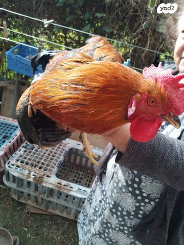 תמונת מודעה - חיות מחמד