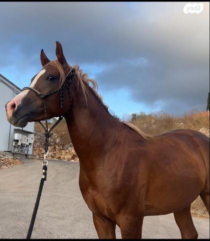 תמונת מודעה - חיות מחמד