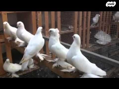 תמונת מודעה - חיות מחמד