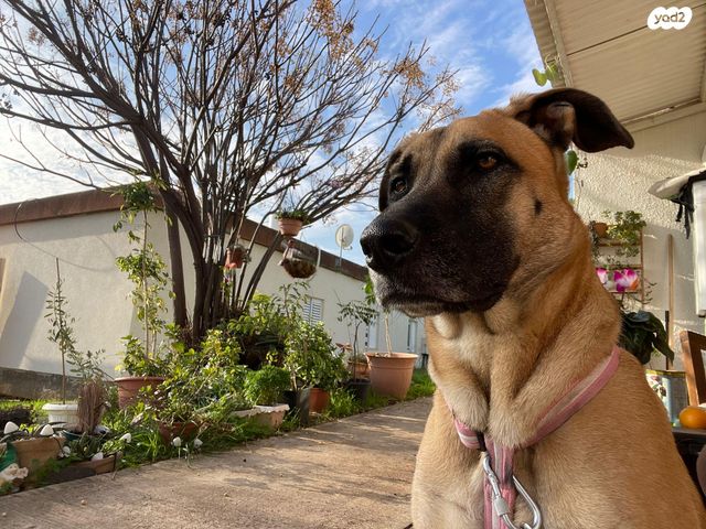 תמונת מודעה - חיות מחמד