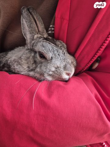 תמונת מודעה - חיות מחמד