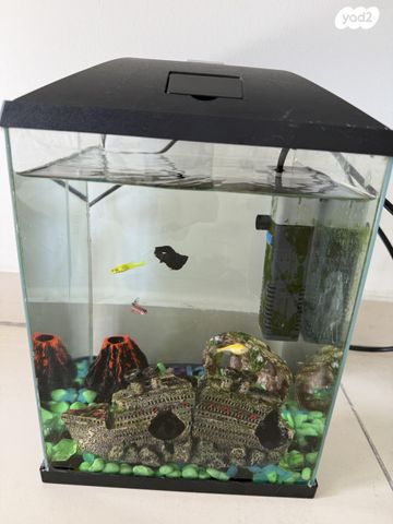 תמונת מודעה - חיות מחמד