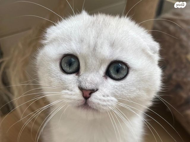 תמונת מודעה - חיות מחמד