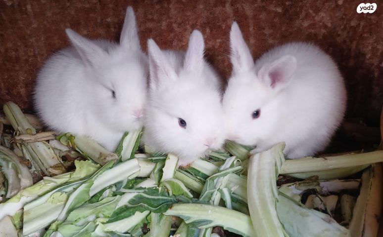 תמונת מודעה - חיות מחמד