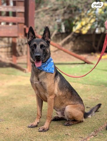 תמונת מודעה - חיות מחמד