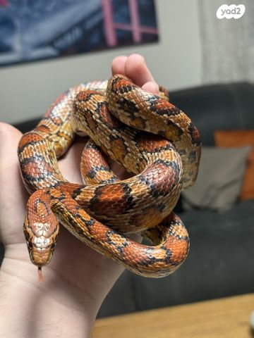 תמונת מודעה - חיות מחמד