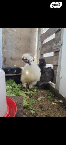 תמונת מודעה - חיות מחמד