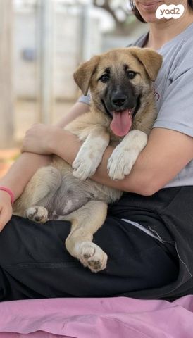 תמונת מודעה - חיות מחמד