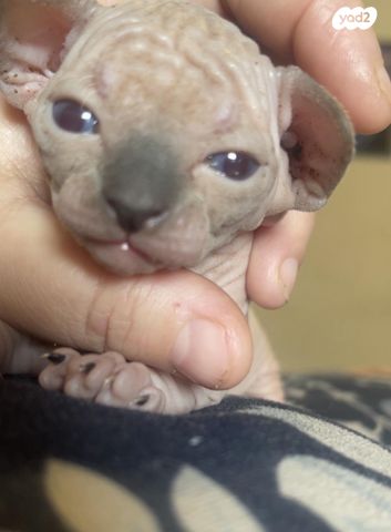 תמונת מודעה - חיות מחמד