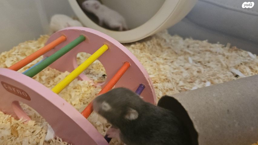 תמונת מודעה - חיות מחמד